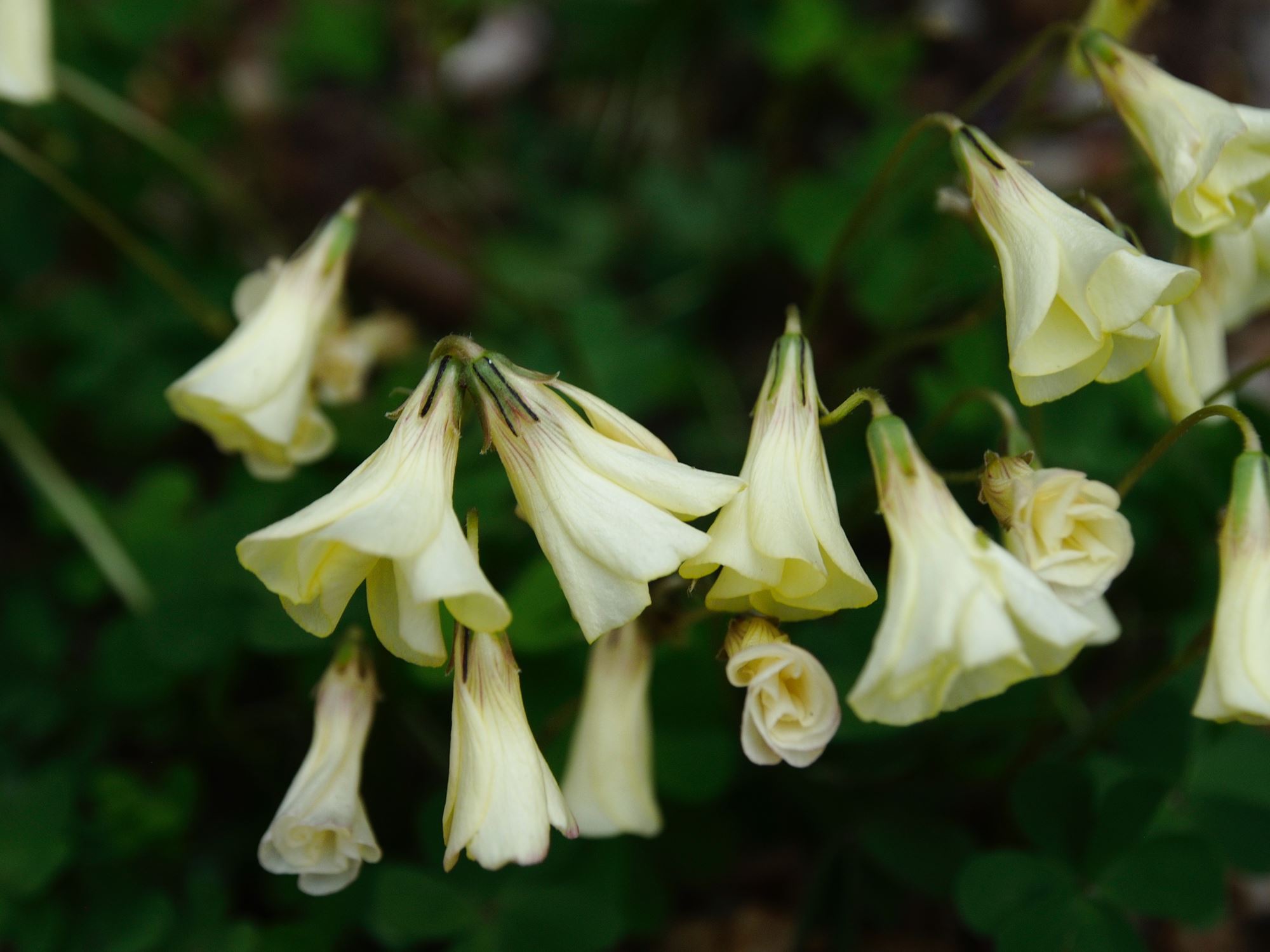 Image of Oxalis perdicaria 'Cetrino'