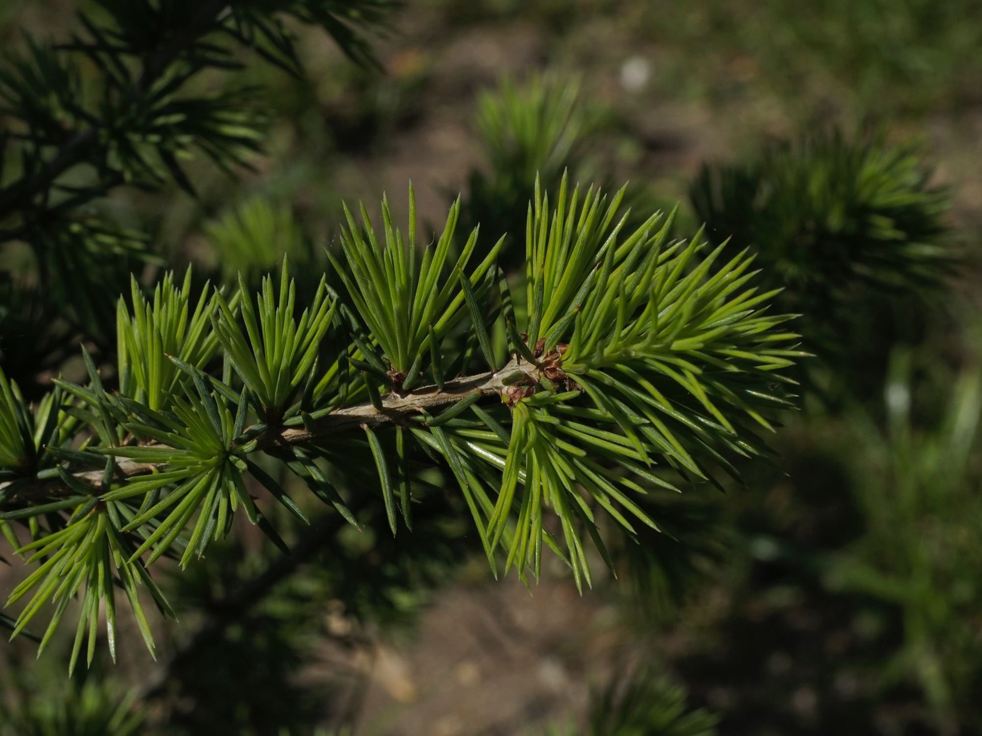 Image of Cedrus atlantica