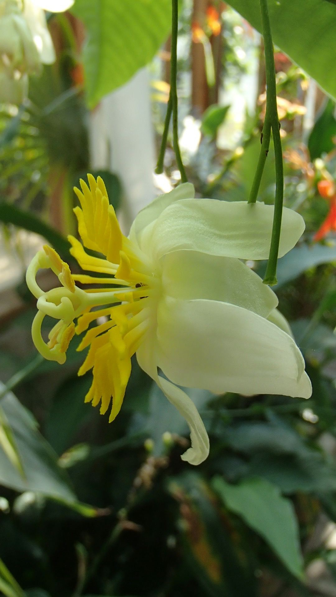 Image of Passiflora emarginata