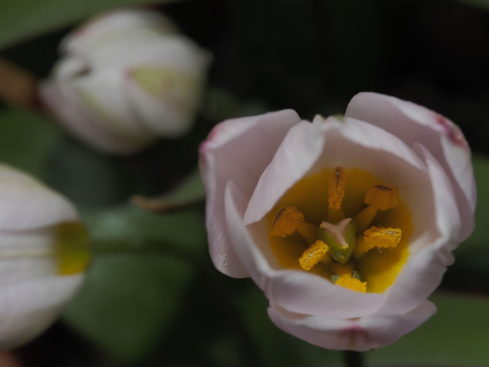 Image of Tulipa cretica