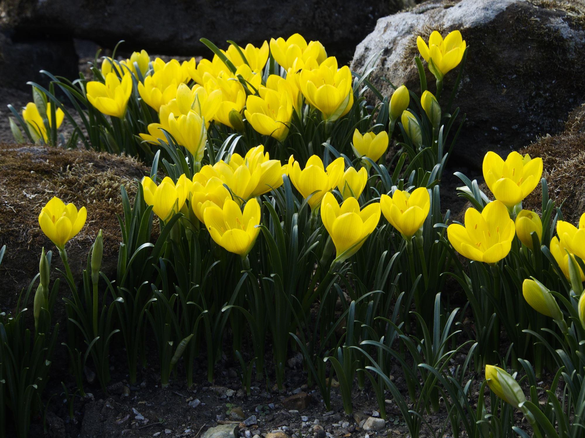 Image of Sternbergia lutea