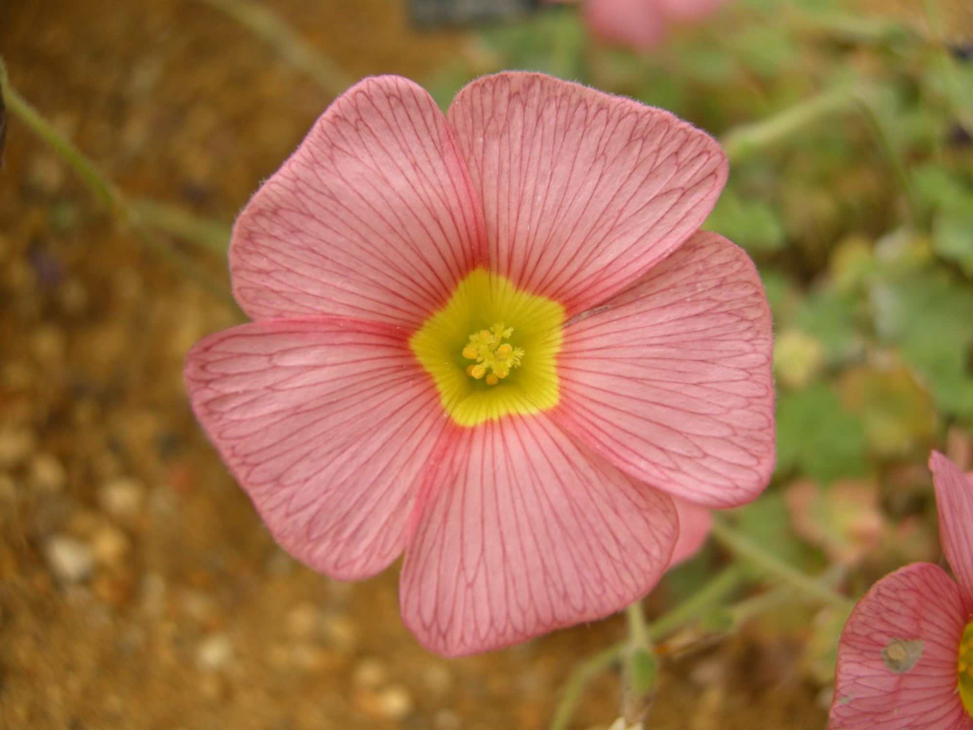 Image of Oxalis obtusa