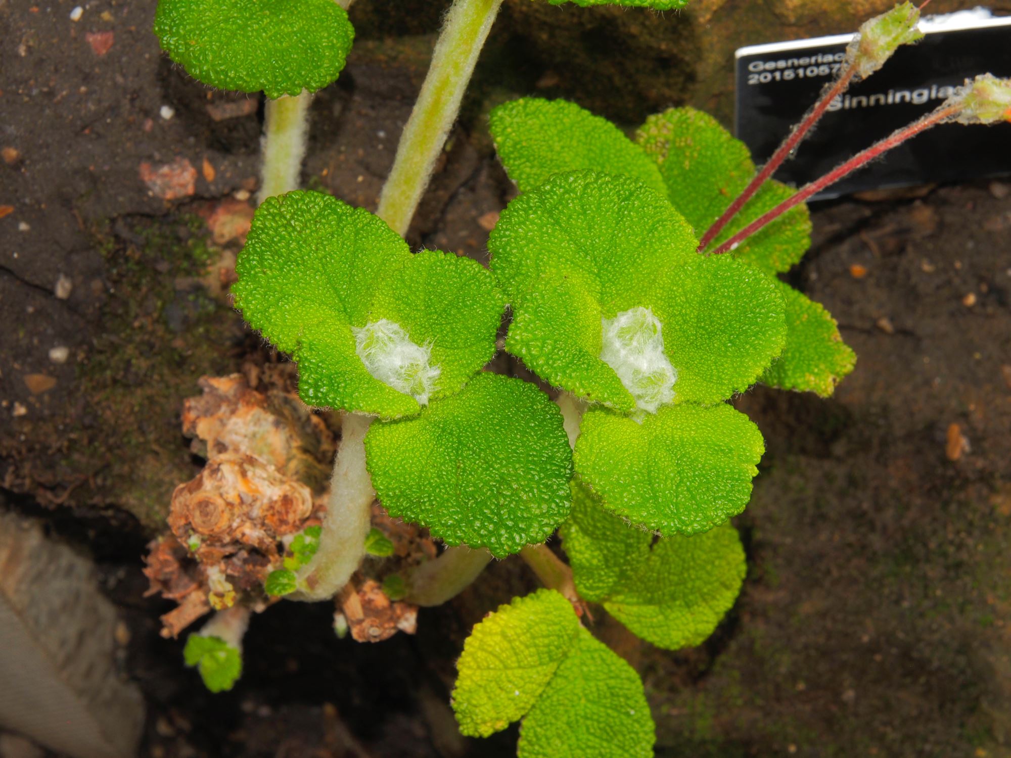 Image of Sinningia bullata