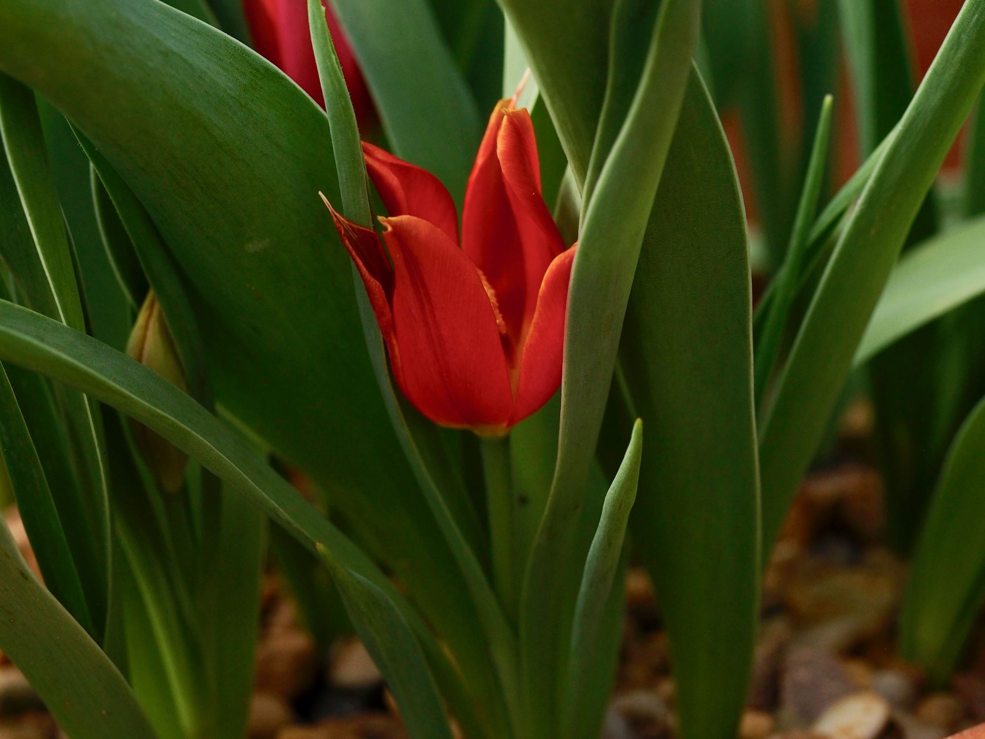 Image of Tulipa suaveolens