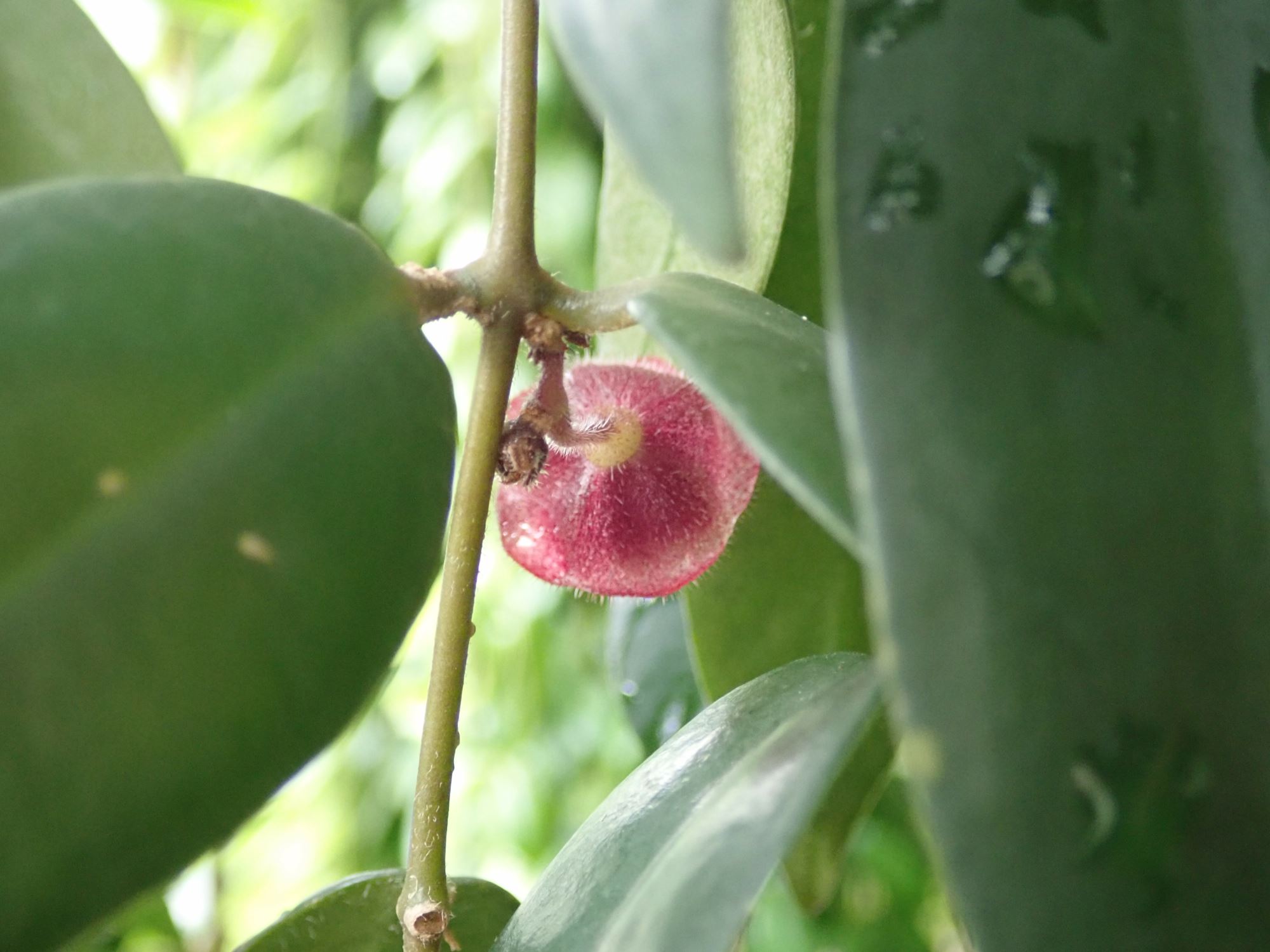Image of Aeschynanthus tricolor