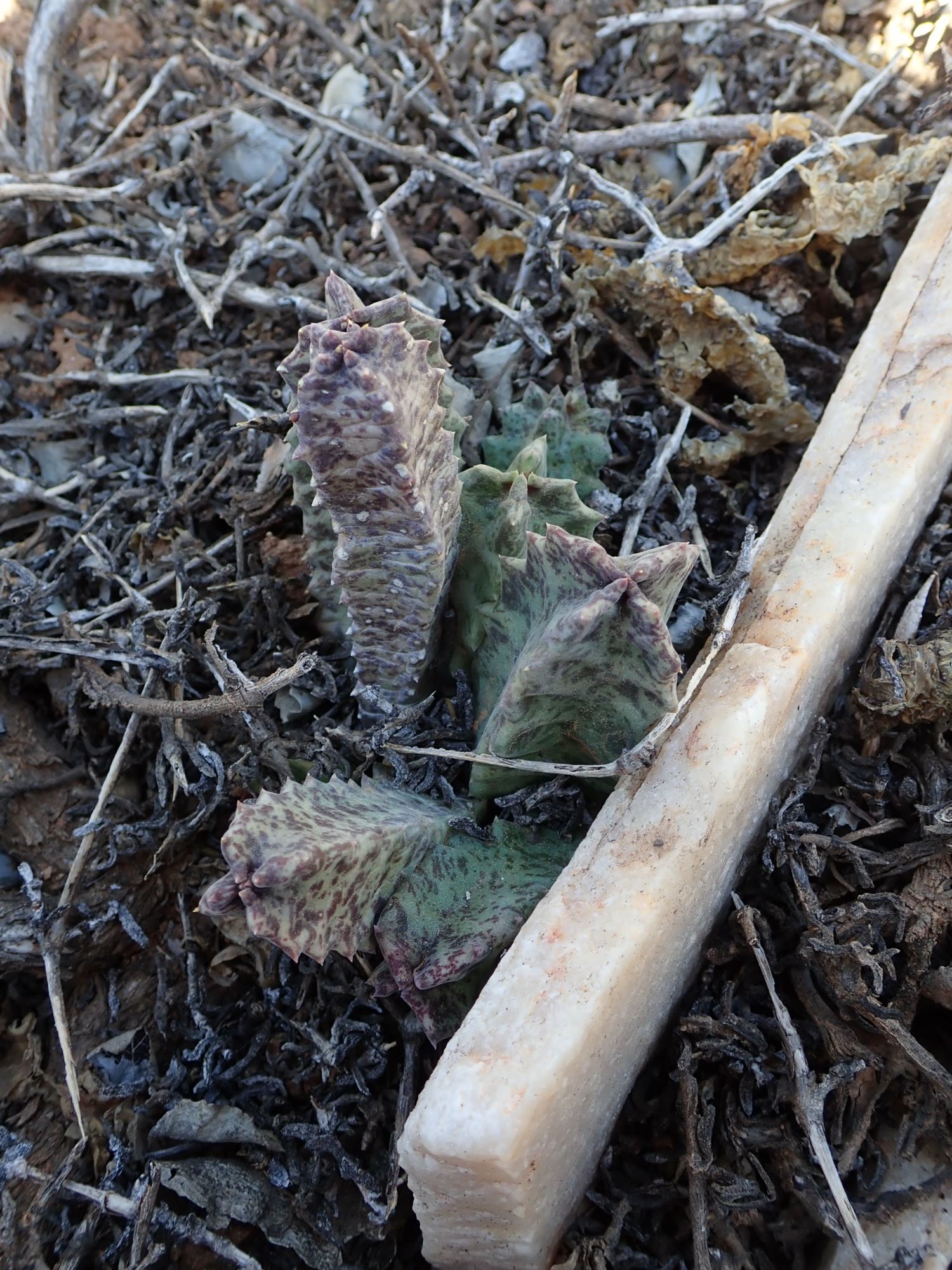 Image of Stapeliopsis neronis