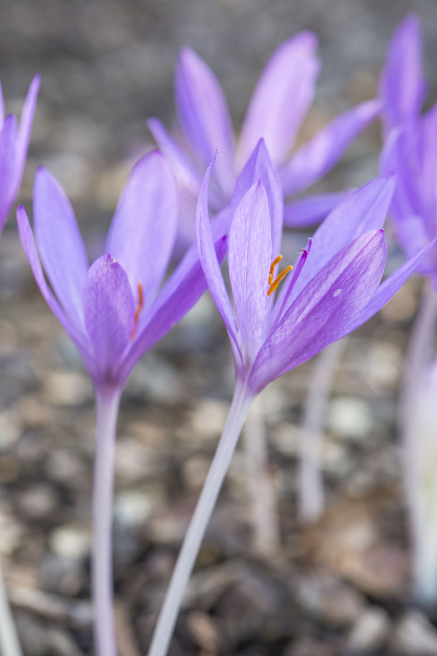 Image of Colchicum Ã— byzantinum
