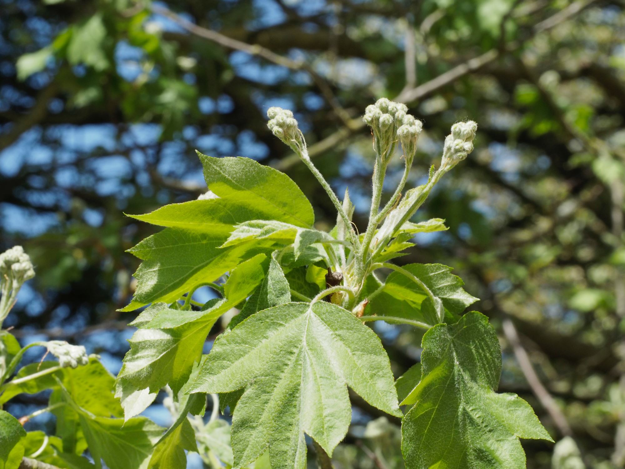 Image of Sorbus torminalis