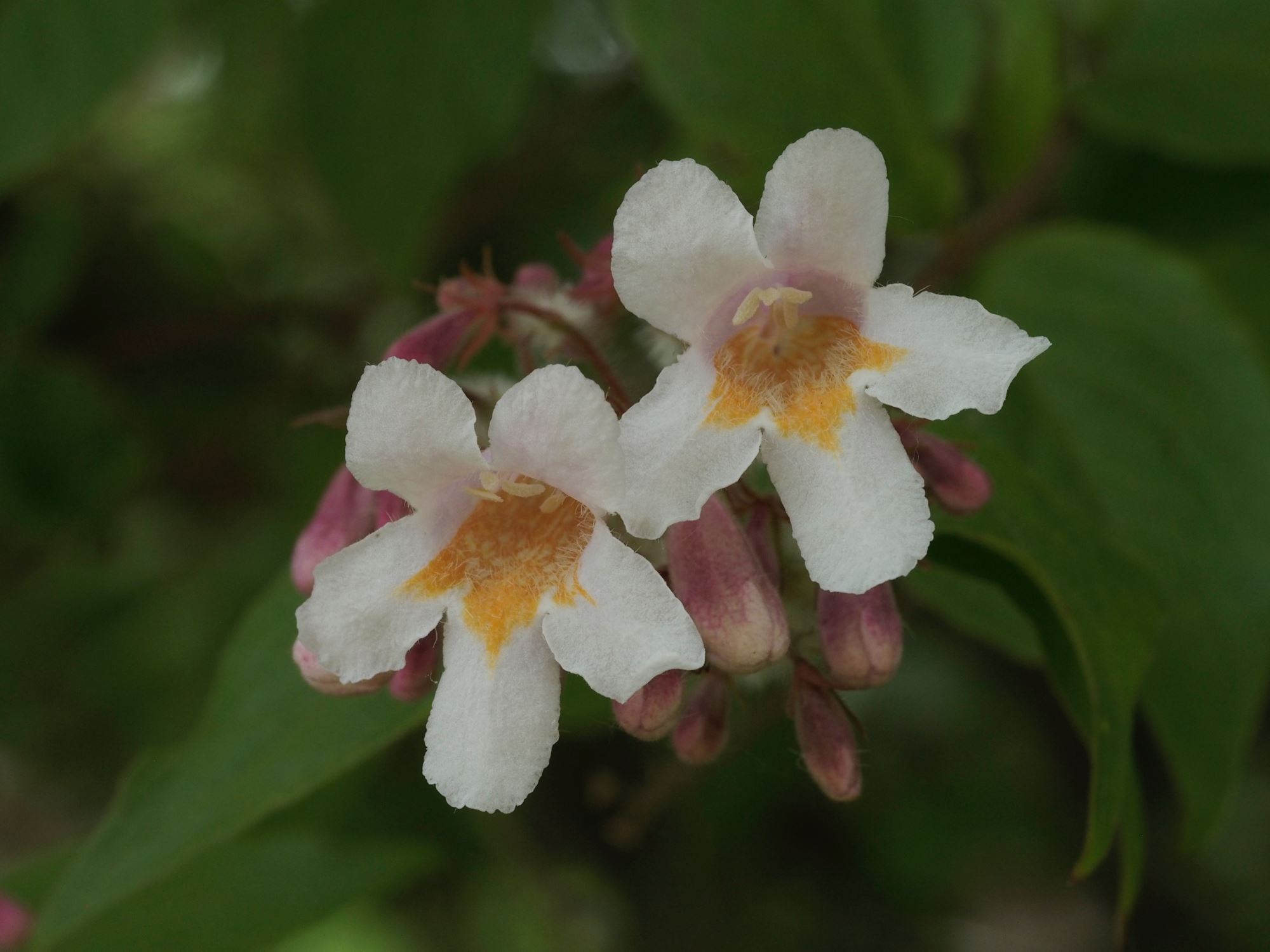 Image of Kolkwitzia amabilis