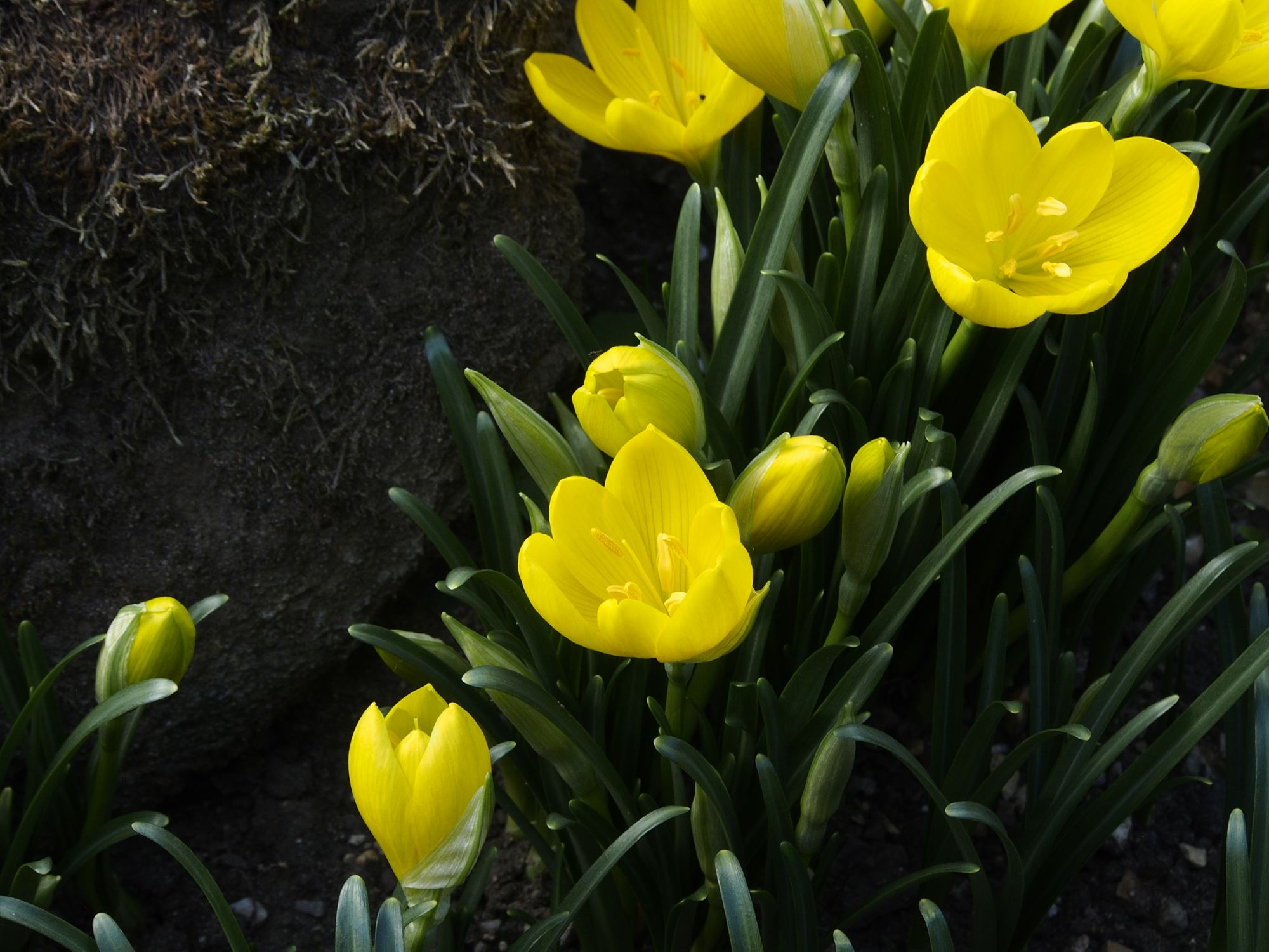 Image of Sternbergia lutea