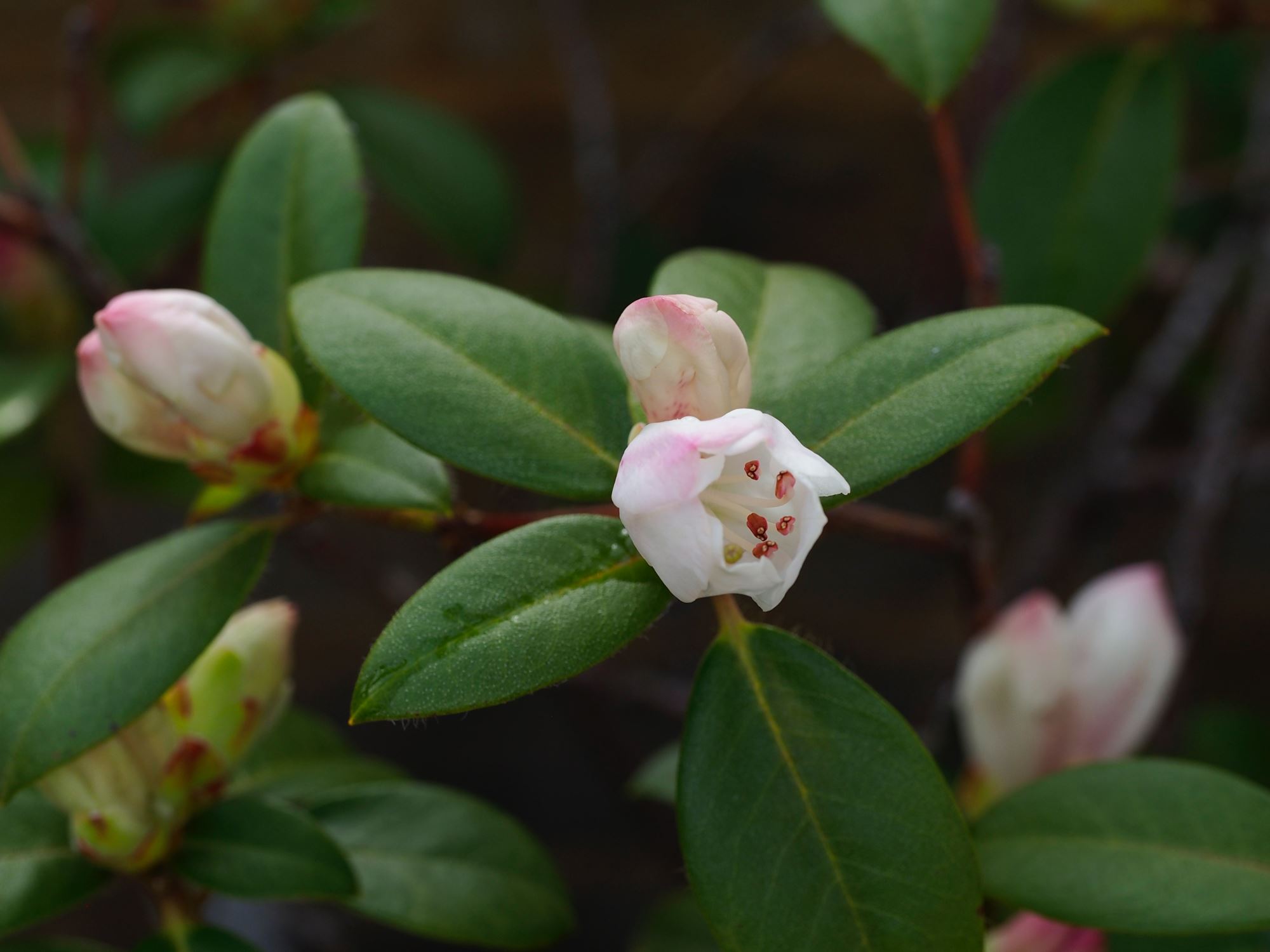 Image of Rhododendron ciliatum