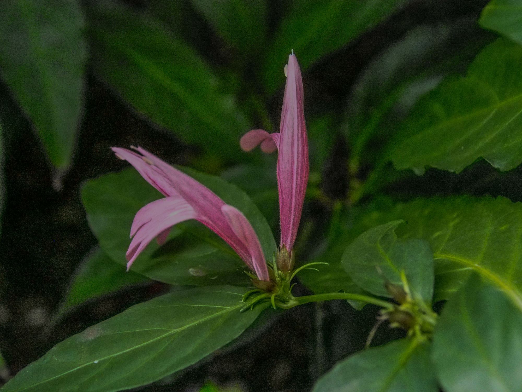 Image of Justicia brasiliana
