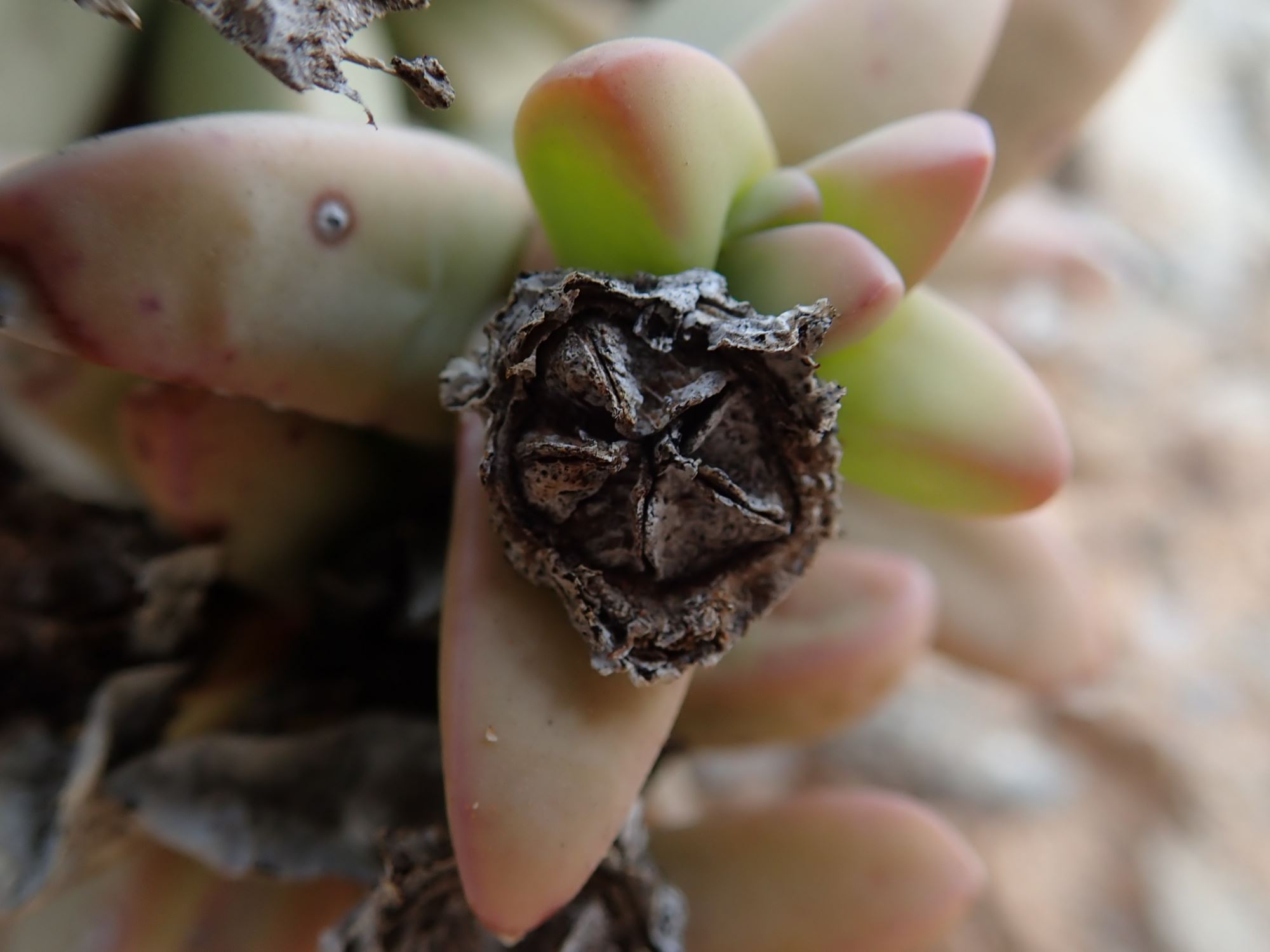Image of Hartmanthus sp.