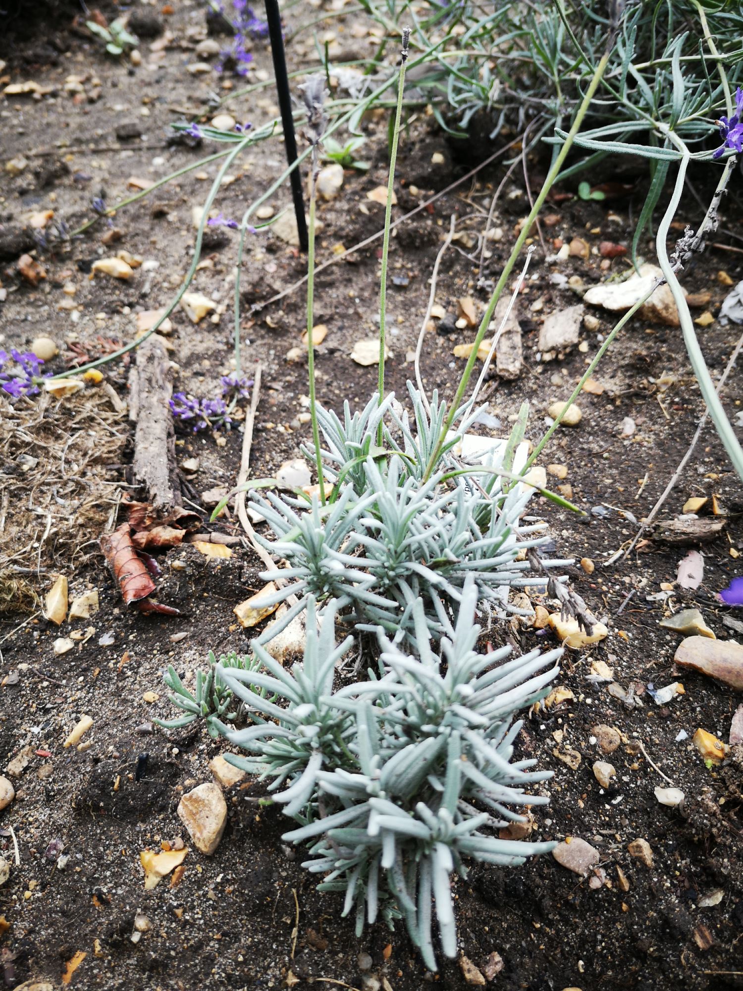 Image of Lavandula angustifolia subsp. angustifolia 'Nana Alba'