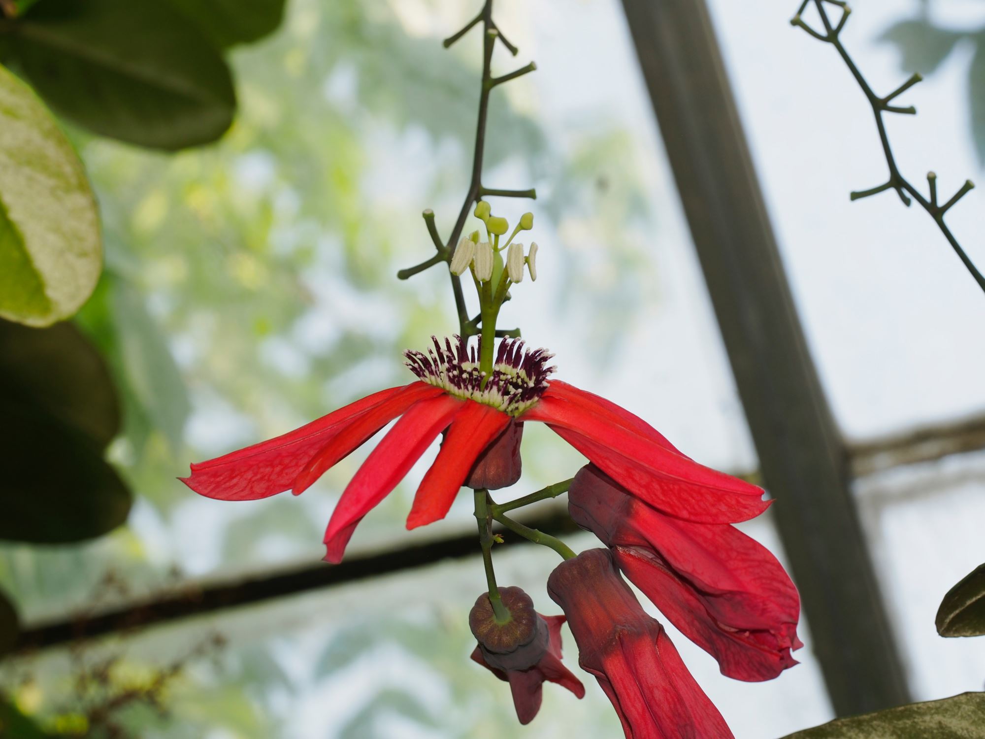 Image of Passiflora racemosa