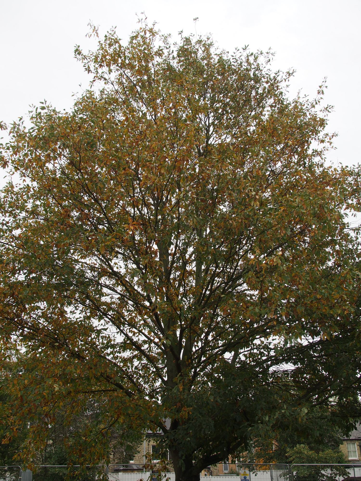 Image of Quercus castaneifolia