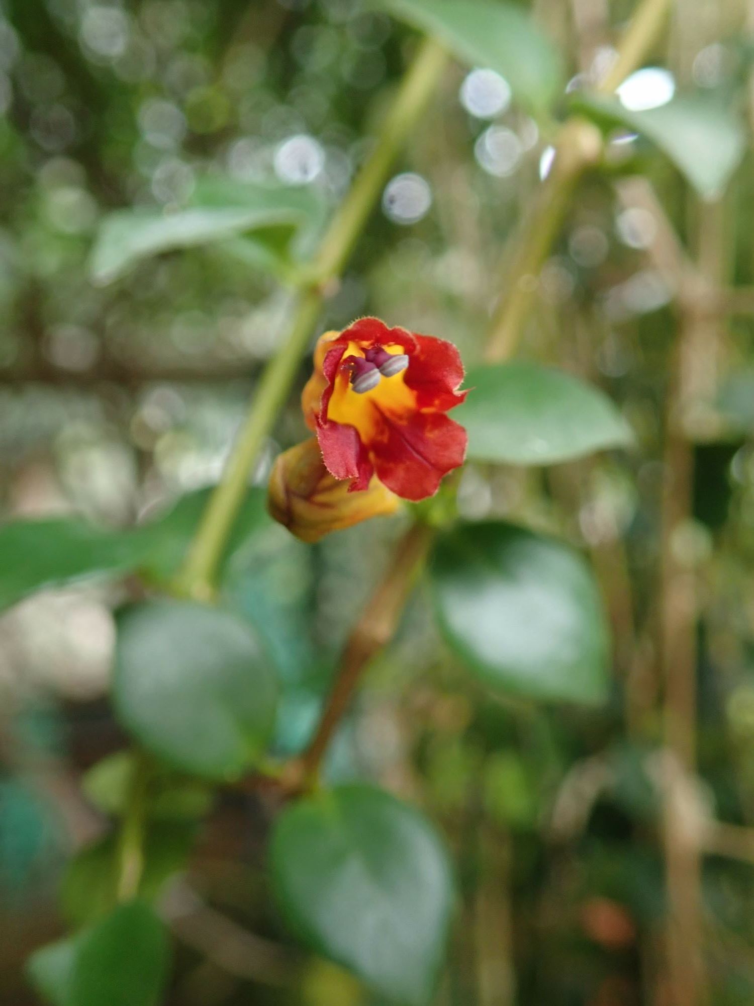 Image of Aeschynanthus dischidioides