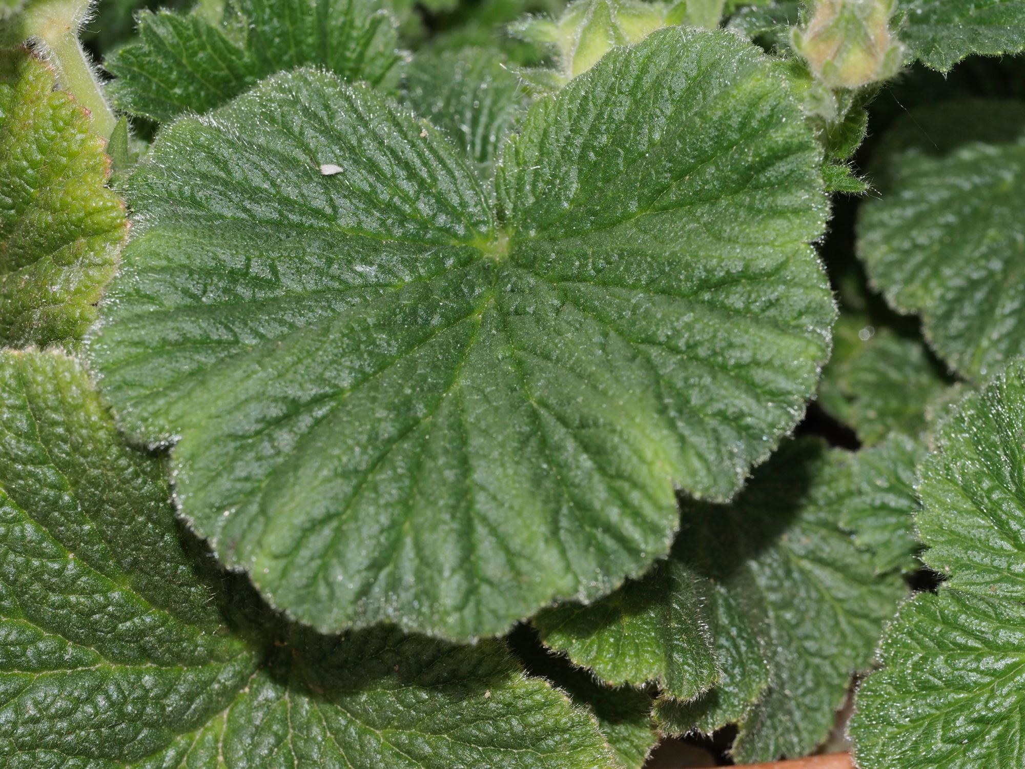 Image of Geum capense