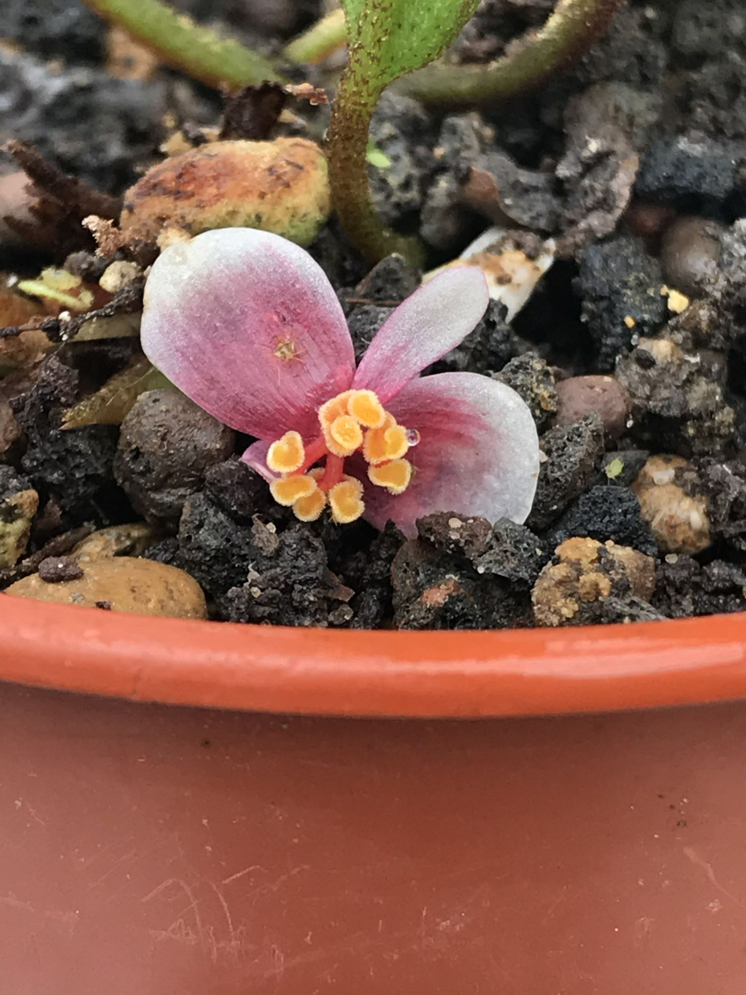 Image of Begonia longipetiolata