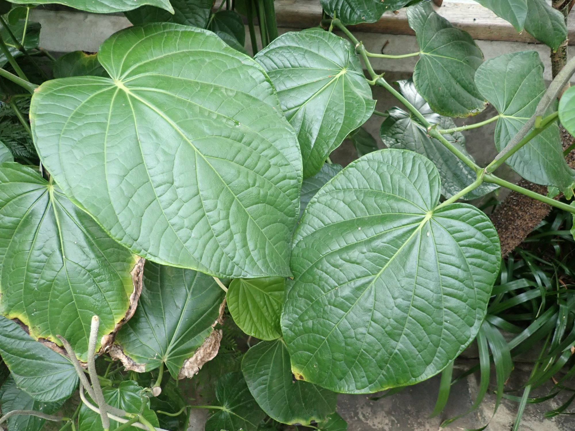 Image of Piper auritum