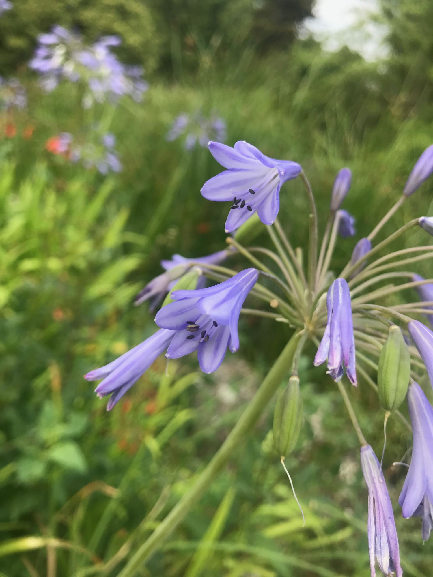 Image of Agapanthus africanus subsp. africanus
