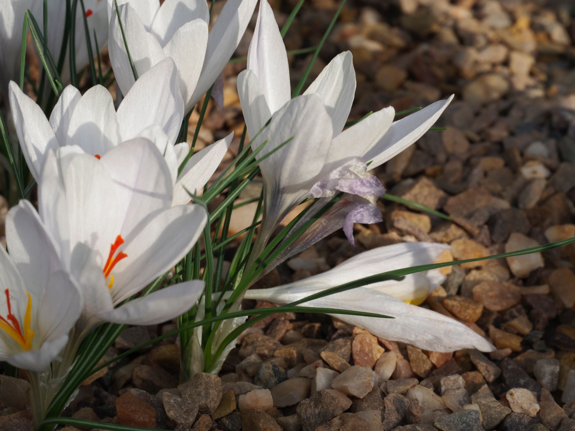 Image of Crocus asumaniae