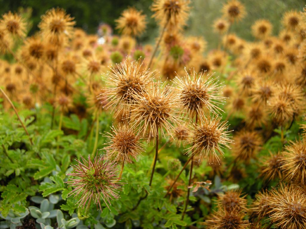 Image of Acaena novae-zelandiae