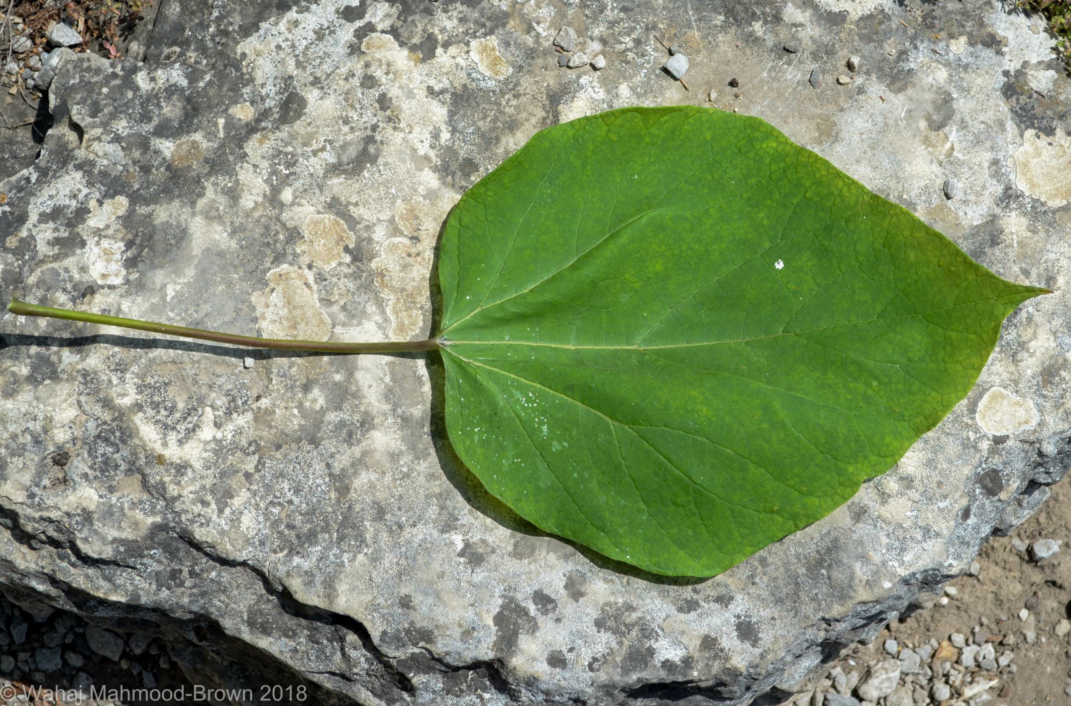 Image of Catalpa Ã— erubescens 'Purpurea'