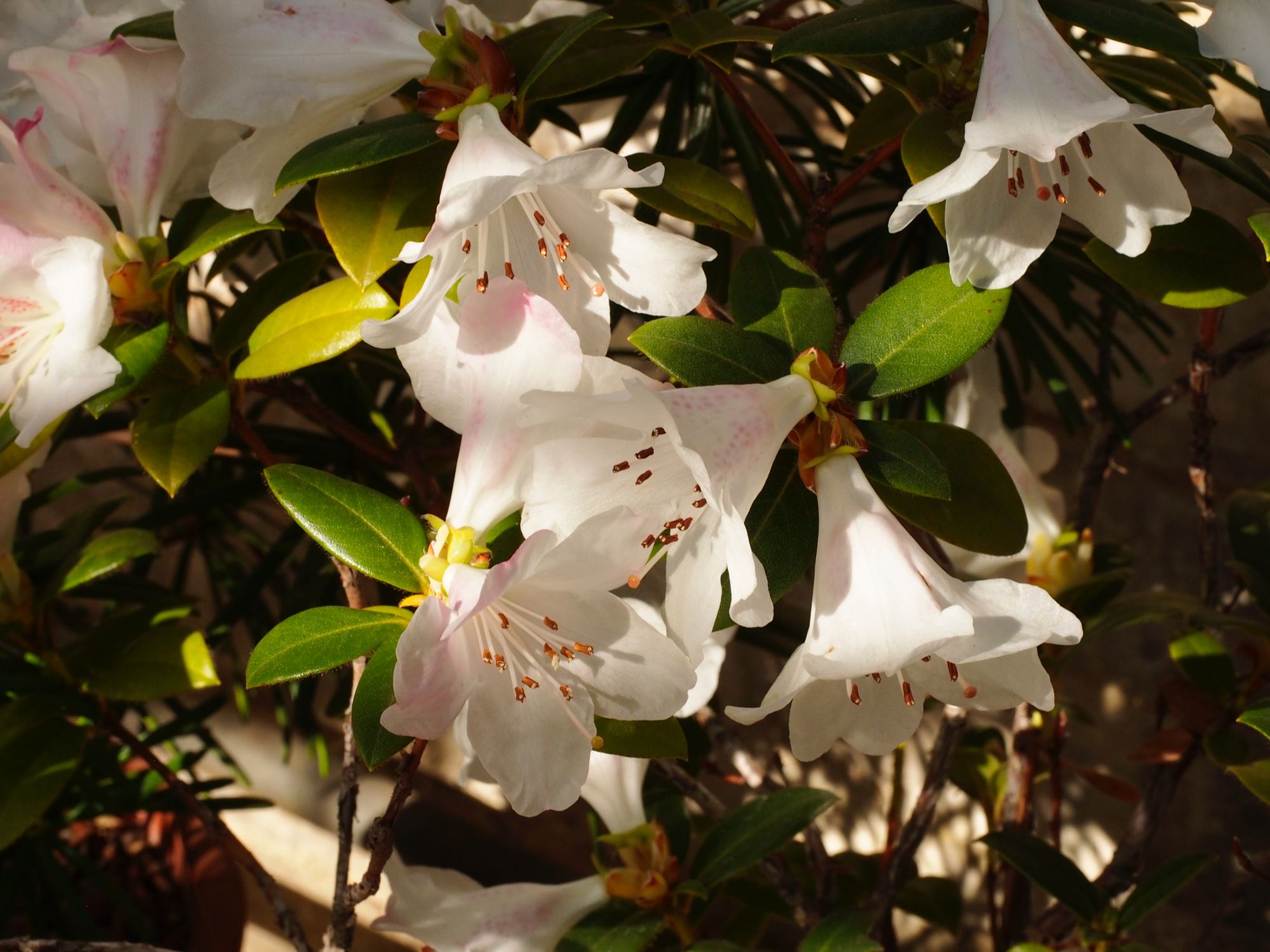 Image of Rhododendron ciliatum