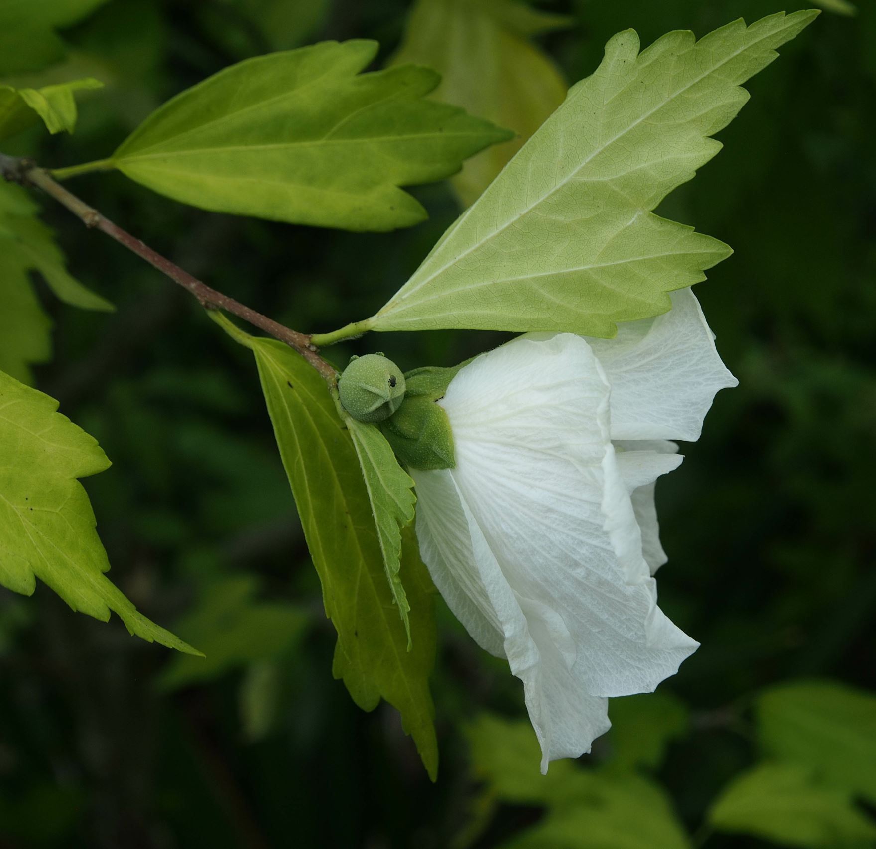 Image of Hibiscus 'White Chiffon'