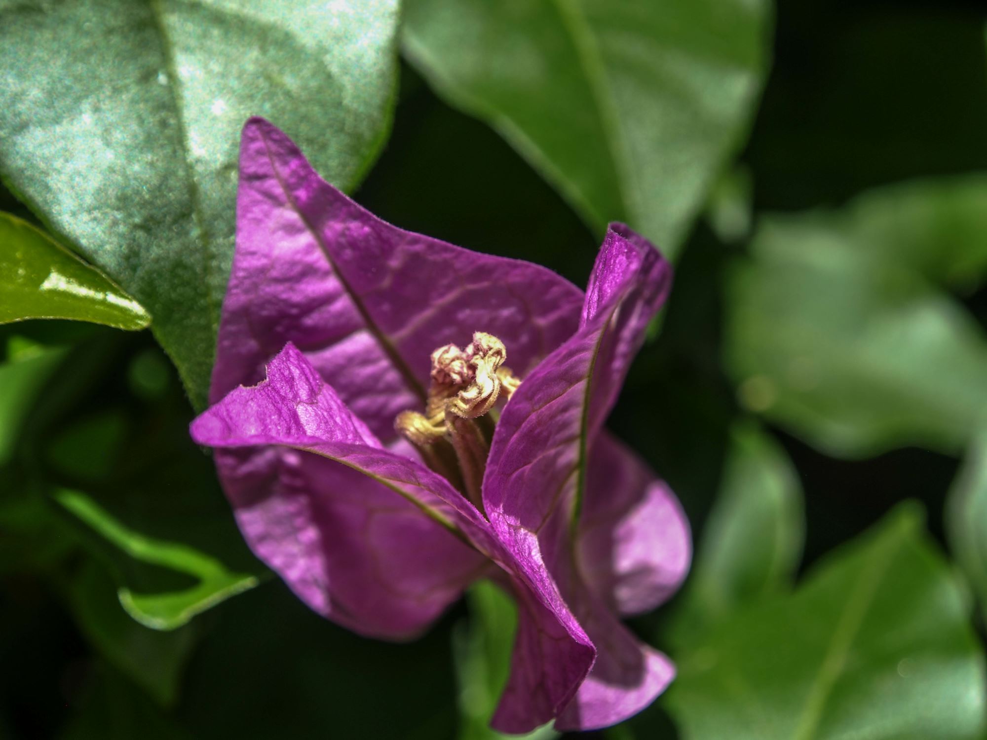 Image of Bougainvillea glabra 'Sanderiana'