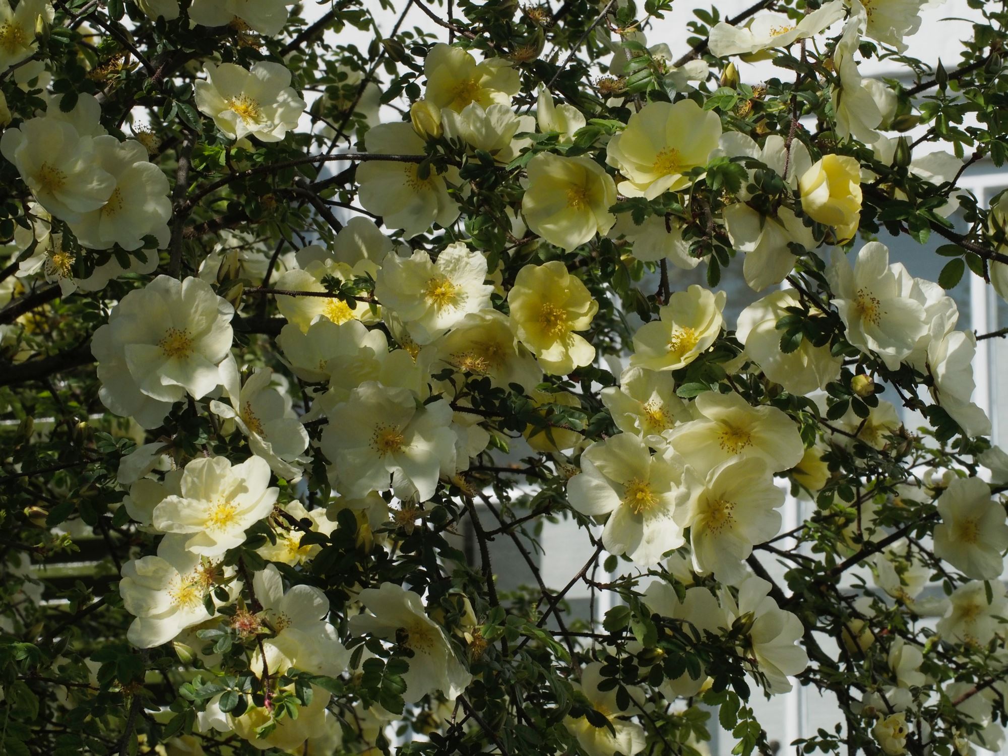 Image of Rosa Ã— pteragonis 'Cantabrigiensis'