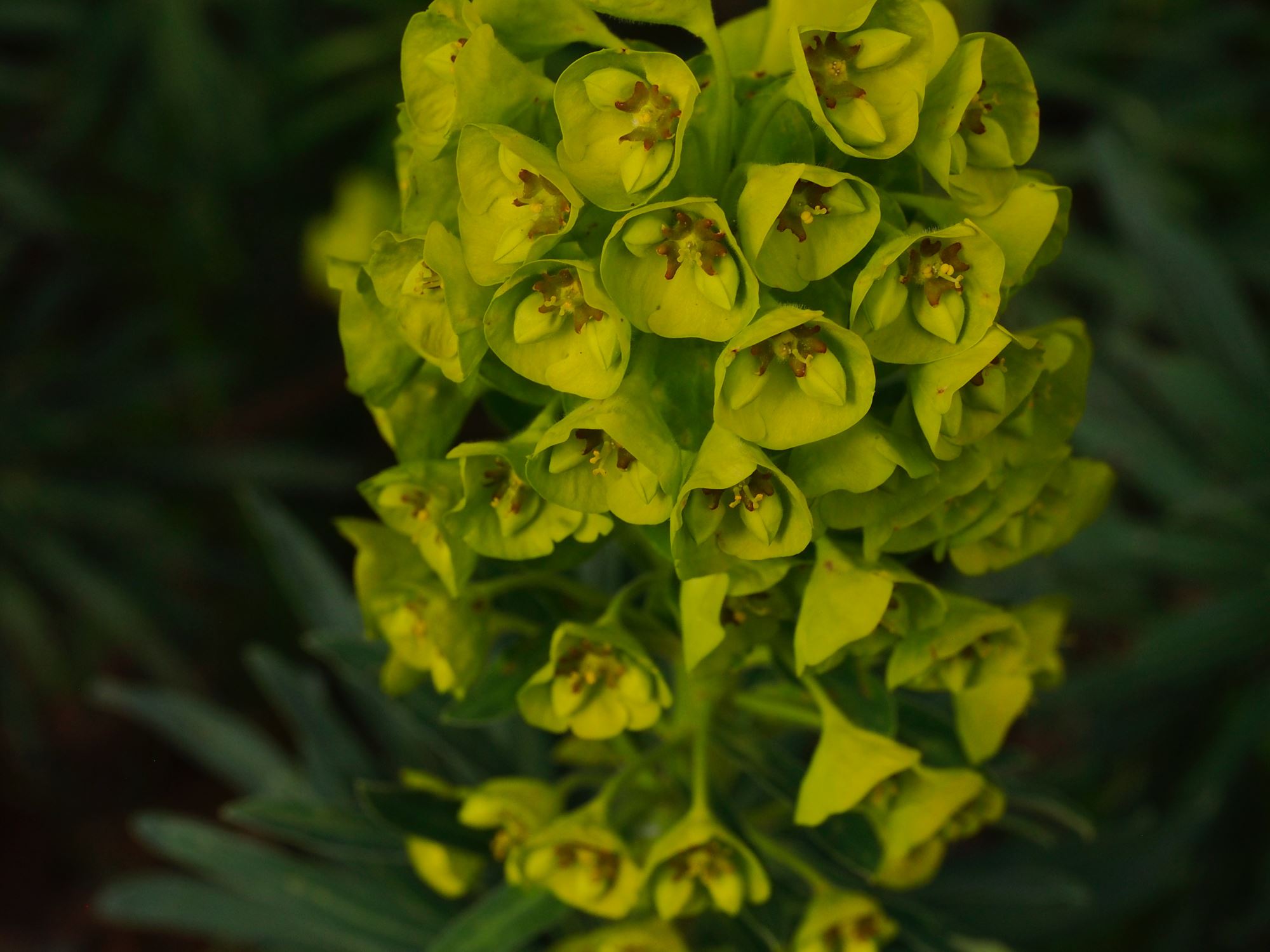 Image of Euphorbia characias subsp. wulfenii