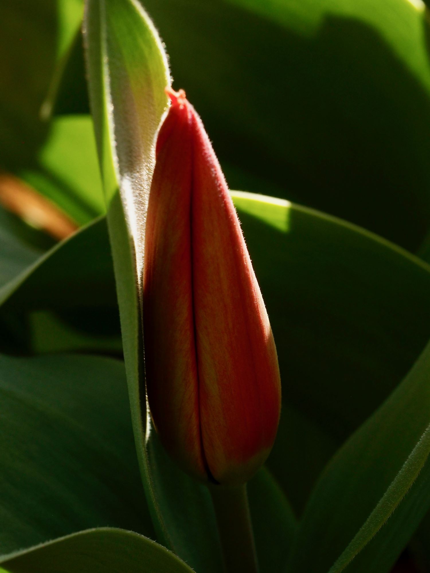 Image of Tulipa fosteriana 'Princeps'