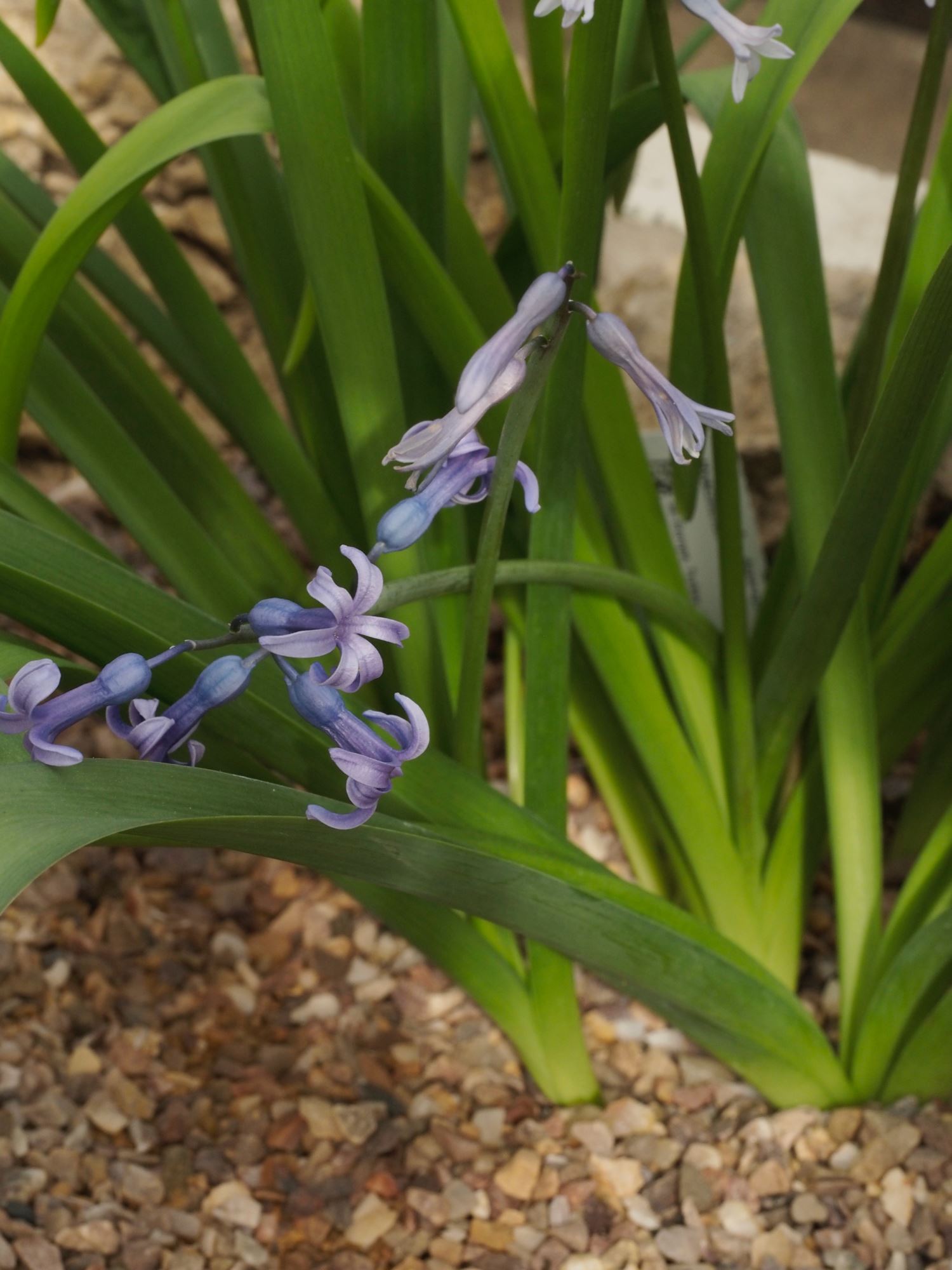 Image of Hyacinthus orientalis