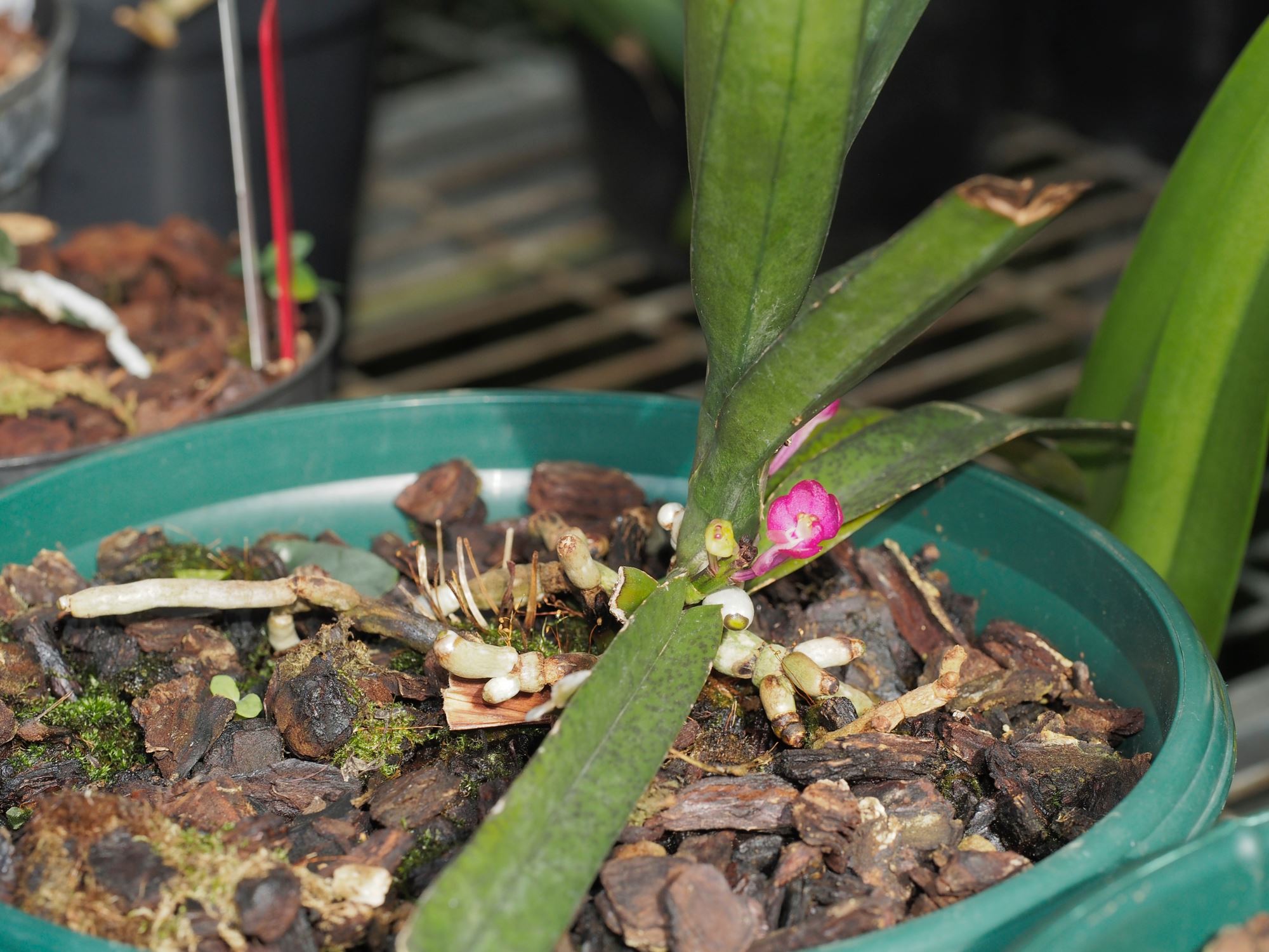 Image of Vanda ampullacea