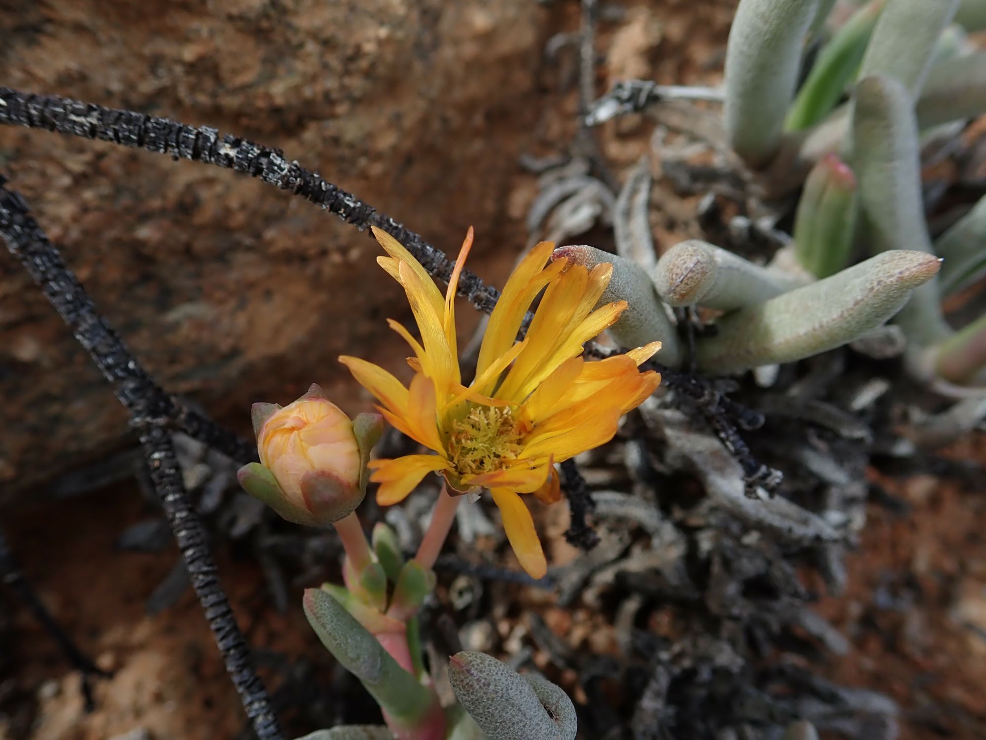Image of Cephalophyllum ebracteatum