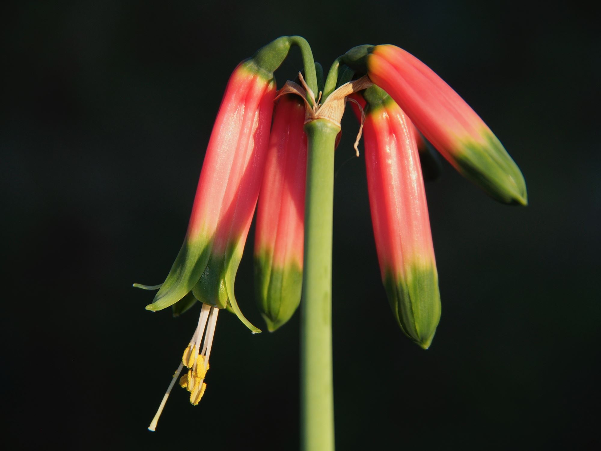Image of Phaedranassa tunguraguae