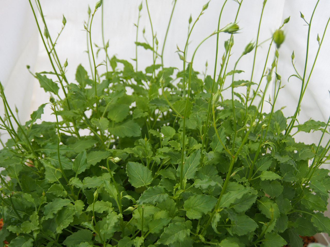 Image of Campanula carpatica 'Blue Clips'