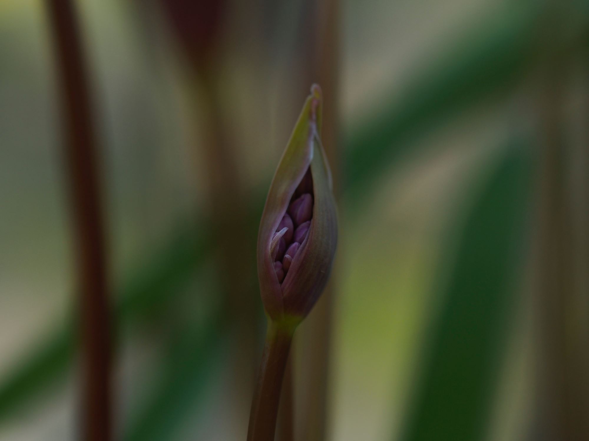 Image of Tulbaghia simmleri
