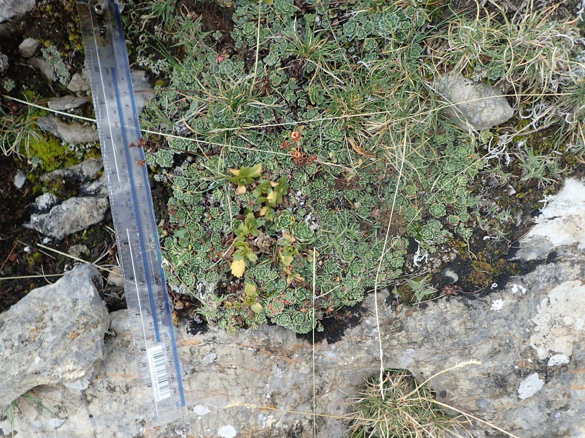 Image of Saxifraga paniculata