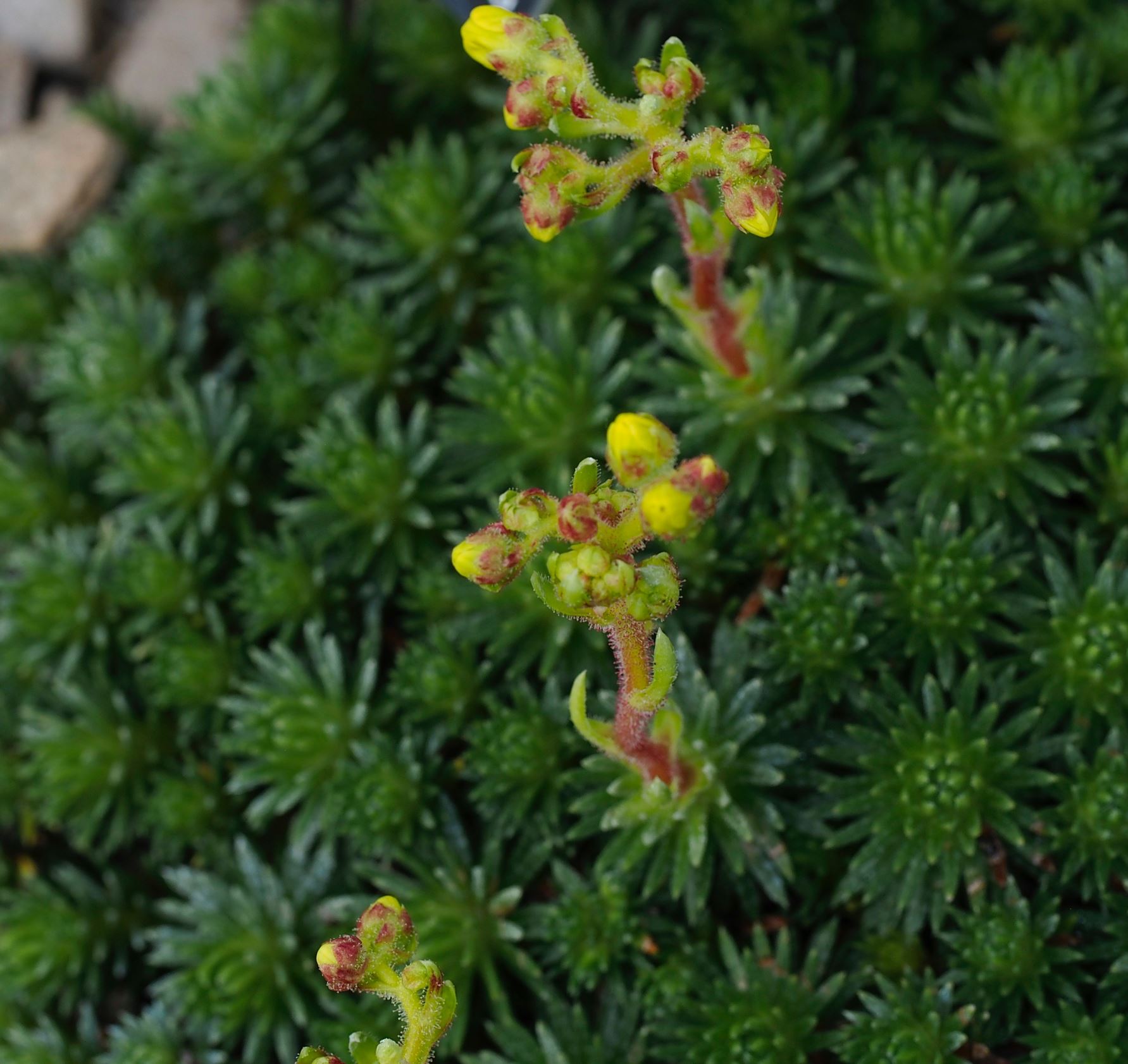 Image of Saxifraga Ã— borisii