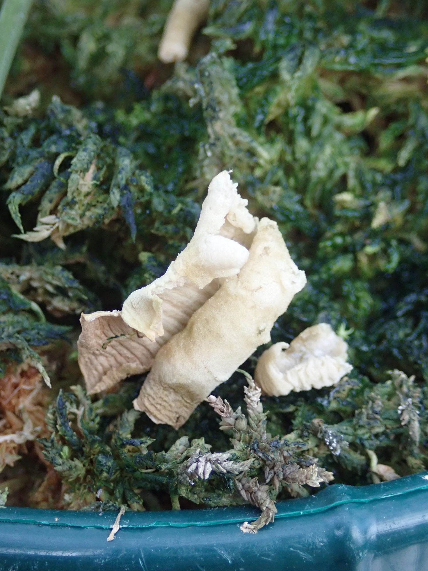 Image of Schismatoglottis scintillans