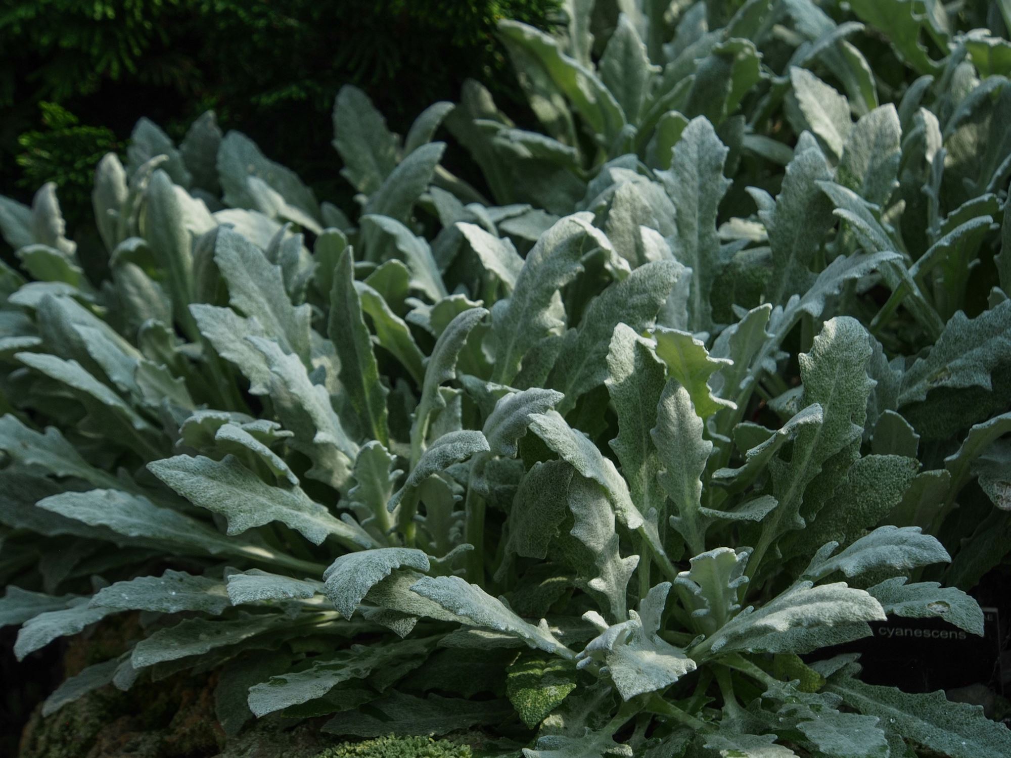 Image of Salvia cyanescens