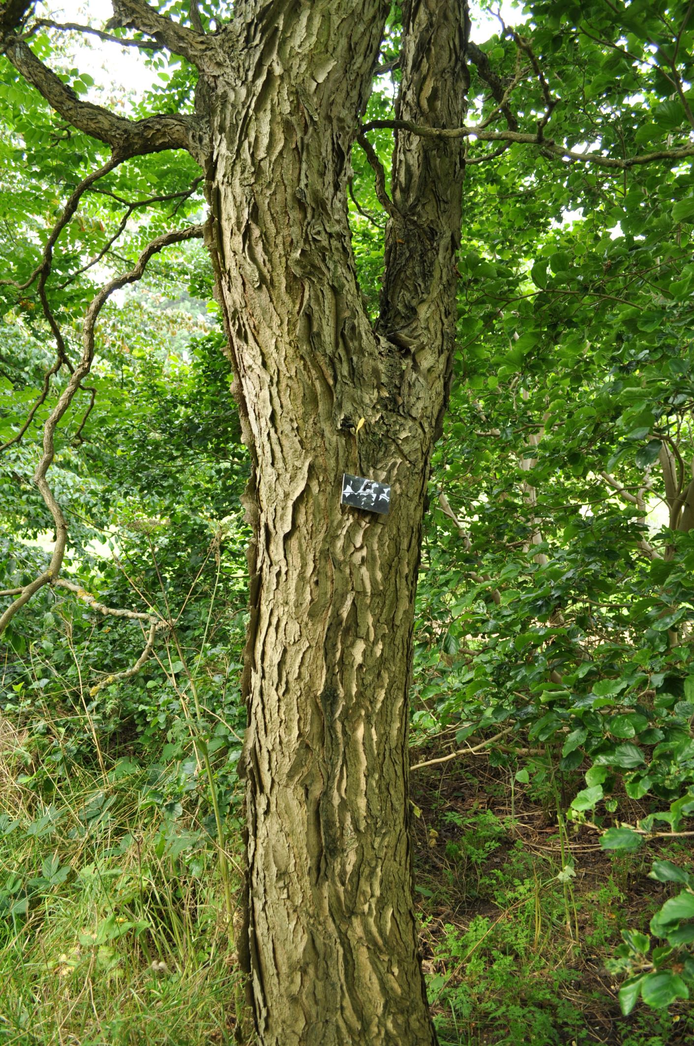 Image of Gymnocladus dioica