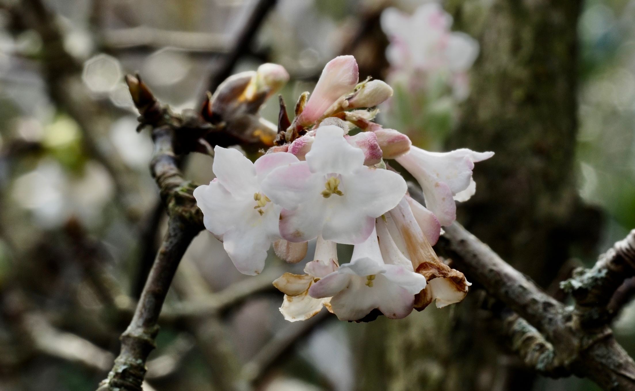 Image of Viburnum Ã— bodnantense 'Deben'