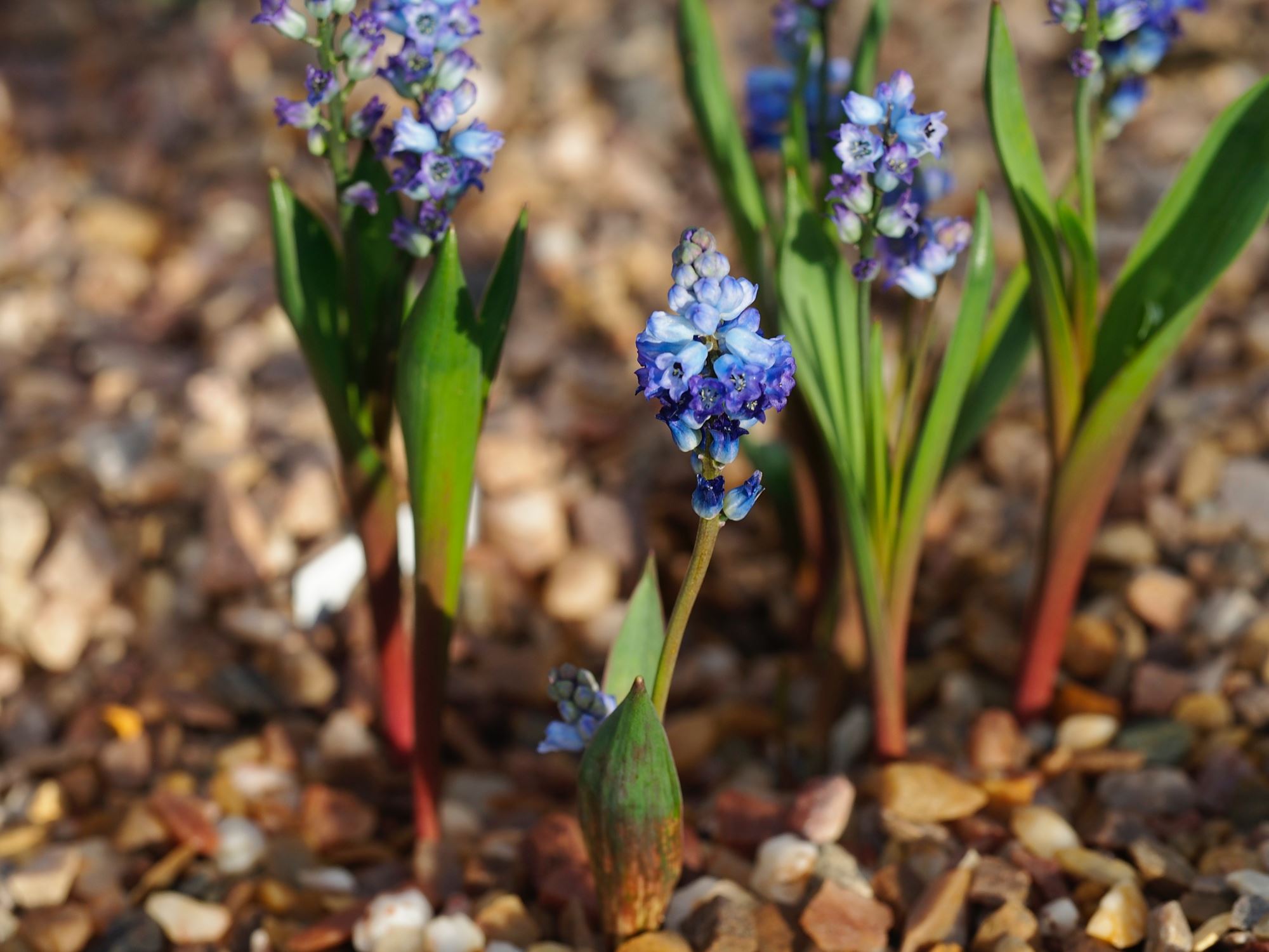 Image of Hyacinthella glabrescens