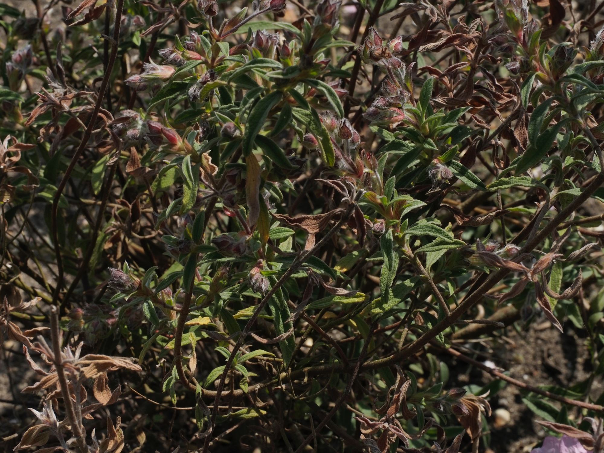 Image of Cistus Ã— skanbergii