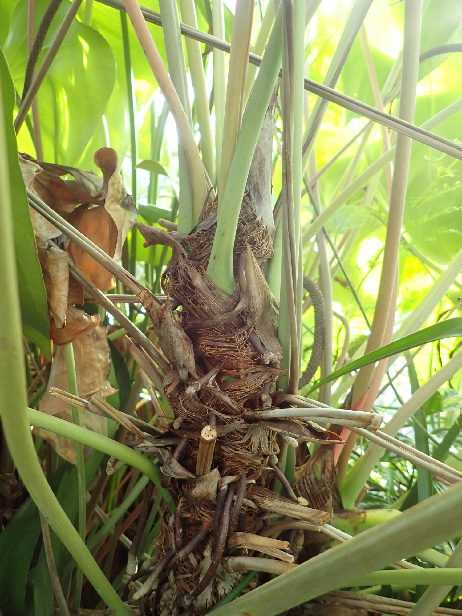 Image of Anthurium verapazense