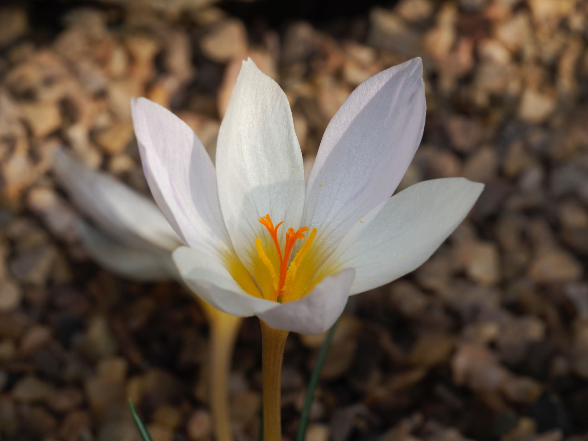 Image of Crocus niveus